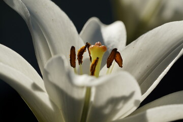 Weiße Lilie-02 © Peter Vornberg