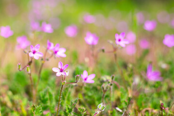 Obraz premium Beautiful floral blurred background. Lilac small wildflowers on a background of green grass on a summer day