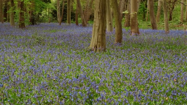 A carpet of bluebells in Epping Forest, London. Almost half the worlds bluebells are found in the UK and it is illegal to pick them