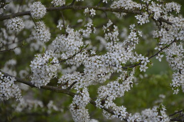Tiny white flowers on Blackthorn or Sloe