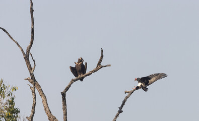 Red-headed vulture (Sarcogyps calvus) landed on tree branch and cinereous vulture (Aegypius monachus) sitting on tree at jim corbett national park.