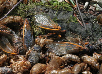 A pile of dead adulb Brood V cicadas (Magicicada septendecim) and shed exoskeletons at the base of a tree.