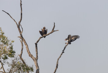 Red-headed vulture (Sarcogyps calvus) landed on tree branch and cinereous vulture (Aegypius monachus) sitting on tree at jim corbett national park.