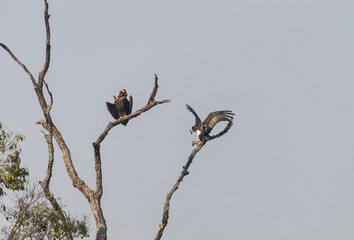 Red-headed vulture (Sarcogyps calvus) landed on tree branch and cinereous vulture (Aegypius monachus) sitting on tree at jim corbett national park.