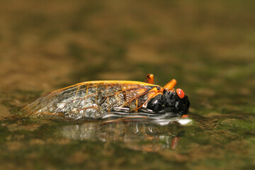 A dead Brood V Cicada (Magicicada septendecim)  laying on its side in a stream. 
