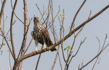 Crested Hawk-Eagle or Changeable Hawk-Eagle (Nisaetus cirrhatus) in forest of jim corbett.