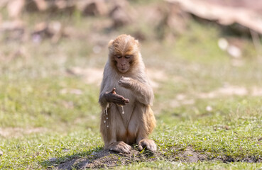 Rhesus macaque (Macaca mulatta) or Indian Monkey in forest sitting on tree.
