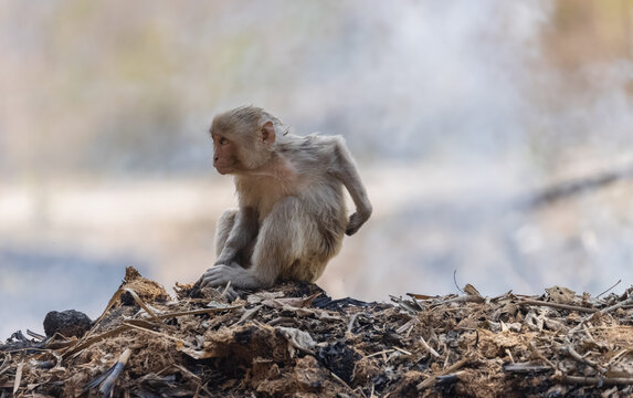 Rhesus macaque (Macaca mulatta) or Indian Monkey sitting on dry garbage with fire smoke in the background.