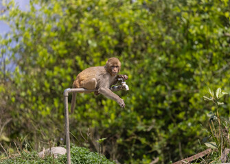 Rhesus macaque (Macaca mulatta) or Indian Monkey tring to drink water from dry water tab in the forest.