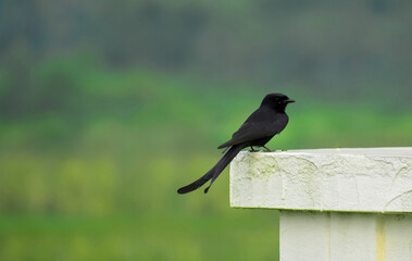 A bird sitting on edge of house