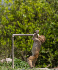 Obraz premium Rhesus macaque (Macaca mulatta) or Indian Monkey tring to drink water from dry water tab in the forest.