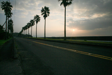 夏の朝日が差すヤシの木の道路