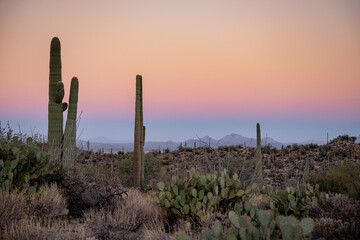 Prickly Pear and Saguaro Cactus in front of subtle sunset