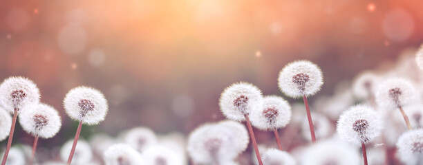 Summer field with fluffy dandelion flowers and in evening sunset lights. Beautiful nature landscape.
