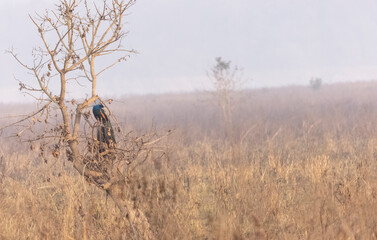 Indian Peafowl (Pavo cristatus) bird perched on tree in the foggy morning of winter in the forest.