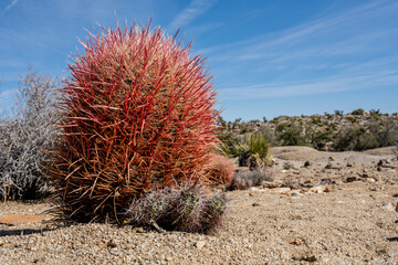 Red Barrel Cactus Thorns in Joshua Tree Wilderness