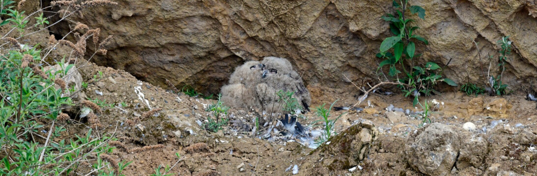 junge Uhus (Bubo bubo) im Horst // young Eurasian Eagle-Owls  in the nest // 