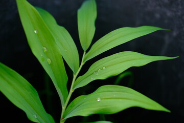raindrops falling from green leaves. High quality photo