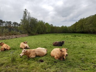 Vacas tumbadas sobre un prado en Vilalba, Galicia