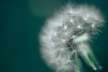 Abstract background dandelion close-up. Shallow depth of field.