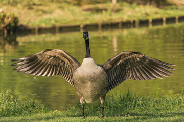 country goose branta canadensis