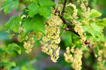 Flowering currants. Blossoming branch close up, gardening