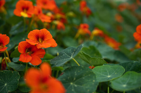 ナスタチウム Images Browse 235 Stock Photos Vectors And Video Adobe Stock