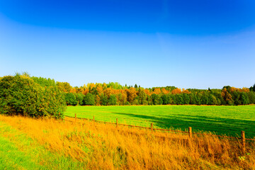 Field in an autumn forest fenced with a wooden hedge