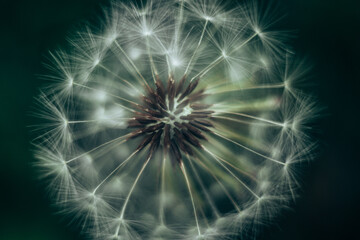 Abstract background dandelion close-up. Shallow depth of field.