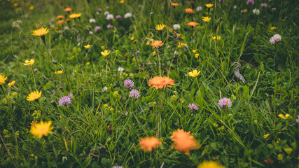 Dolomiti mountain flowers
