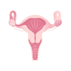 Anatomy of the female reproductive system. The layout of the female reproductive organs: uterus, cervix, ovary, fallopian tube.