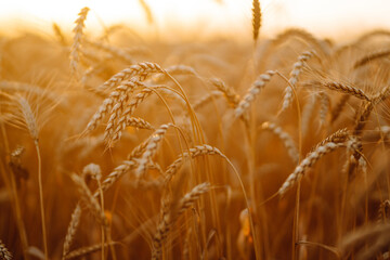 Gold wheat field. Wheat field natural product. Ears of golden wheat close up. Agro business. Harvesting.