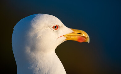 Gaivota