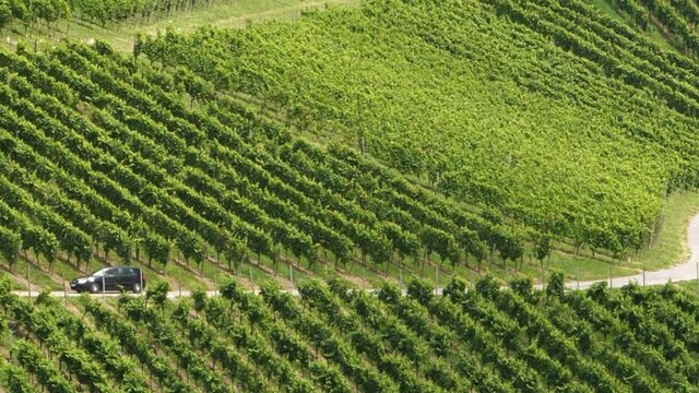 Cinematic scene aerial view from drone of a car driving fast in green fresh spring vineyards in France Germany