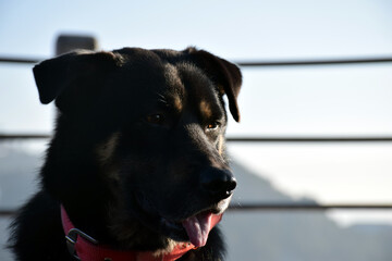 Close up picture of a black dog with red belt. Selective focus, Selective Focus On Subject, Background Blur