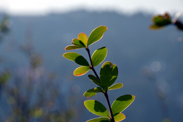 Close up picture of Green and yellow small leaf of a plant. Selective focus, Selective Focus On Subject, Background Blur