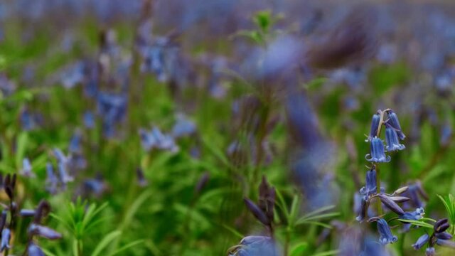 A carpet of bluebells in Epping Forest, London. Almost half the worlds bluebells are found in the UK and it is illegal to pick them
