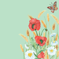 Watercolor hand painted floral field composition with red poppy, white chamomile flowers, yellow rye ear and brown ornament butterfly on the green background for card design