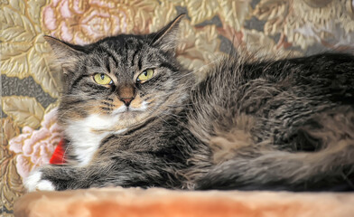 Fototapeta na wymiar fluffy brown with stripes cat with big expressive eyes