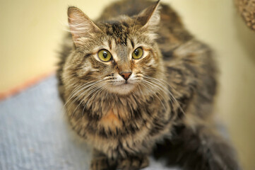 beautiful fluffy brown Russian cat