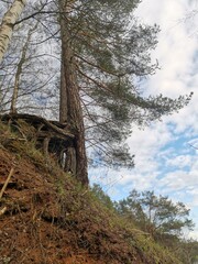 bridge in forest