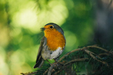 Close-up robin bird. Green leaves, tree branches and bird. A robin bird on the branch of the tree. The voice of the birds. Colorful tiny bird.