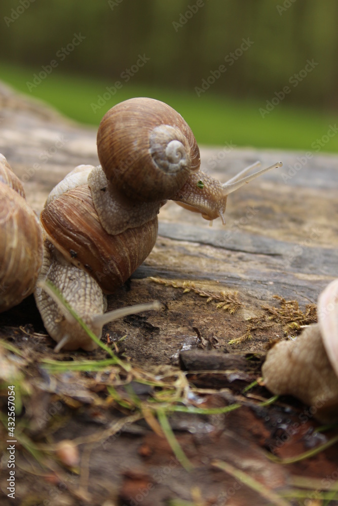 Wall mural snail in the forest