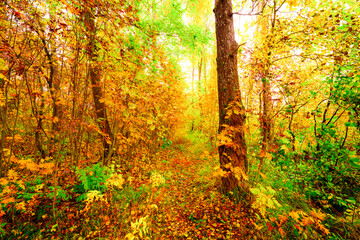 Autumn in a thick deciduous forest, a path illuminated by the sun passes through trees