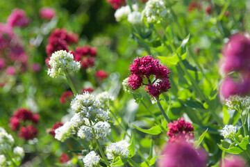 Fleurs roses et blanches printemps.