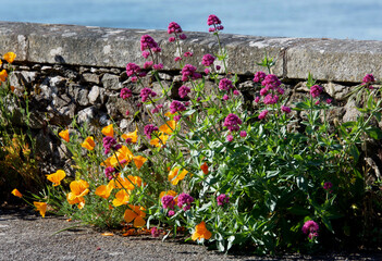 Fleurs Roses et Oranges en bord de Loire.