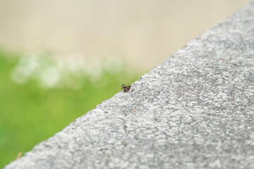 Two ants fighting each other (macro)
