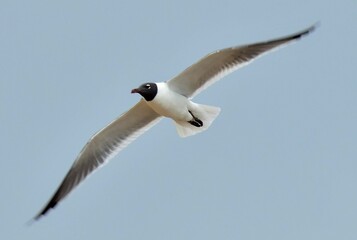 Seagulls atthe Jersey shore