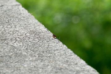 Two ants fighting each other (macro)