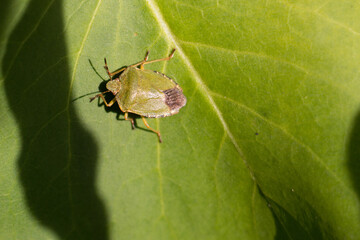 Common green shieldbug, shield bug, Palomena prasina or stink bug resting on a green leaf in...